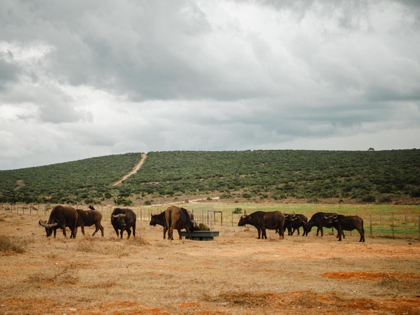 Longhill Reserve Addo Exterior foto
